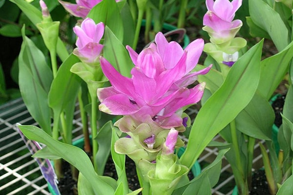 hoa nghệ đen