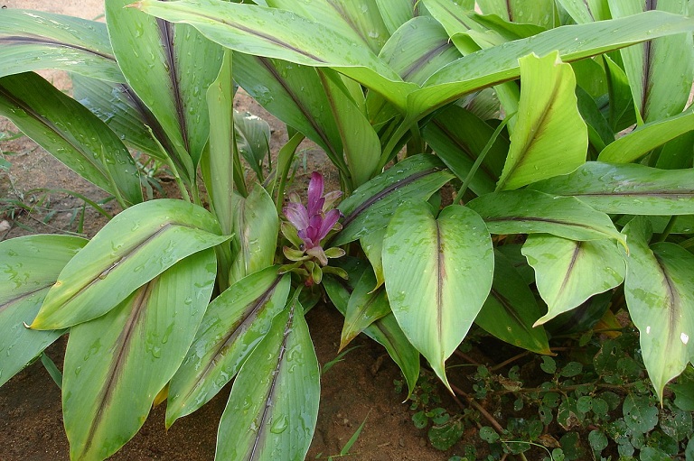 nghệ đen