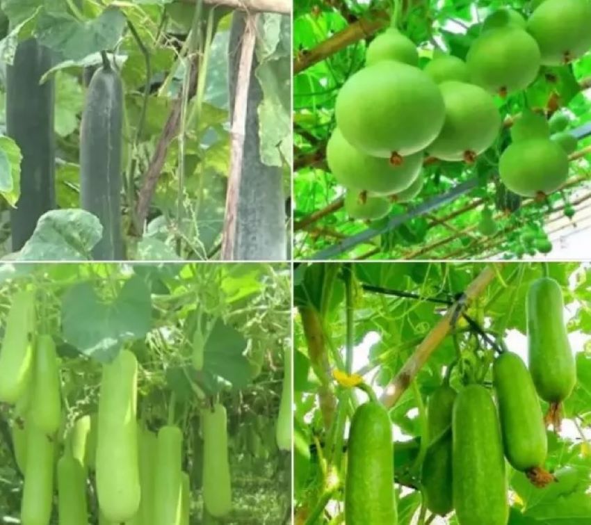 các loại bầu