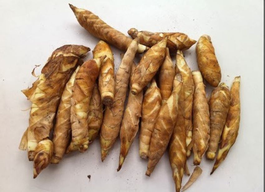 củ bình tinh