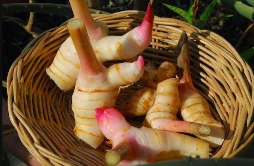 củ riềng