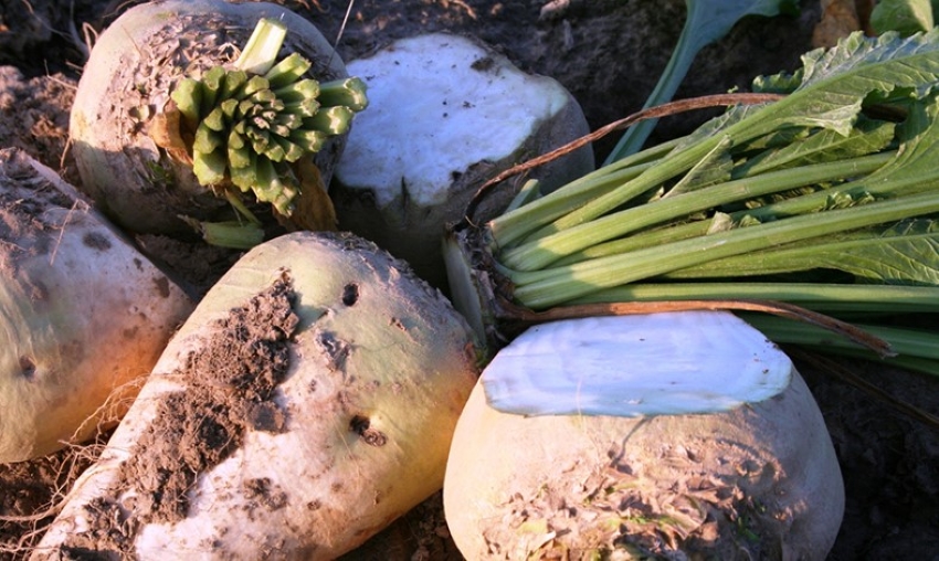 củ cải đường