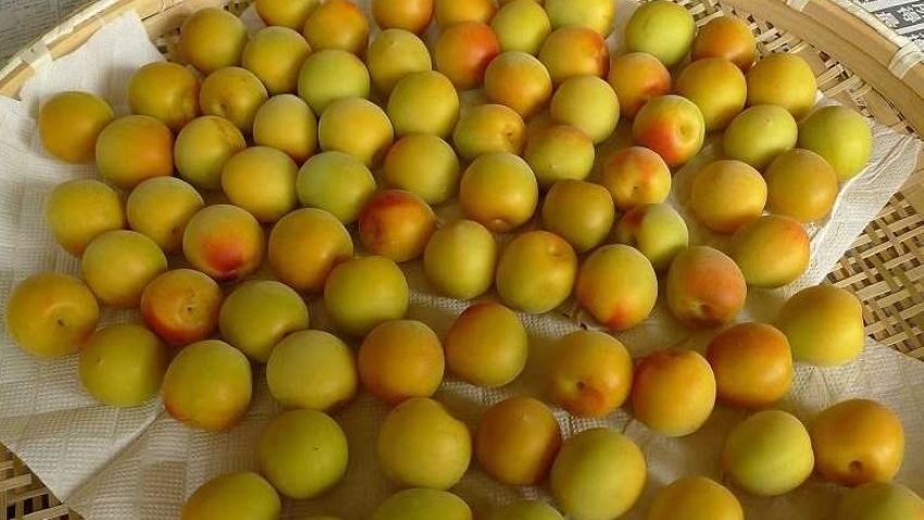 quả mơ ngon