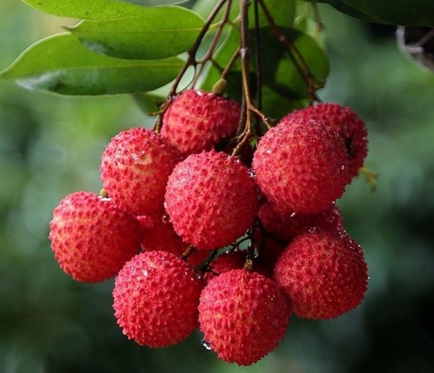 quả vải thiều ngon