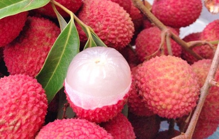 vải thiều ngon