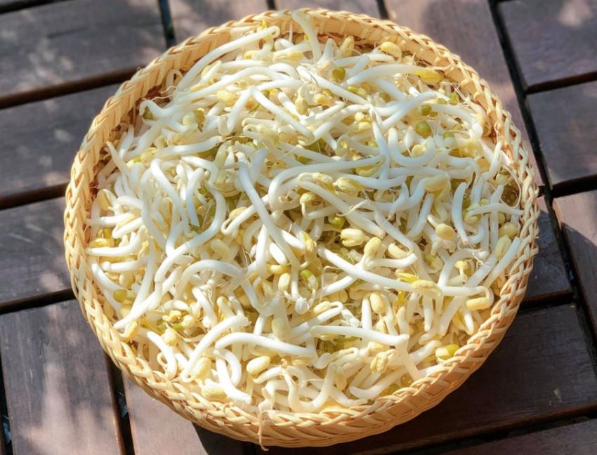 cây giá đỗ