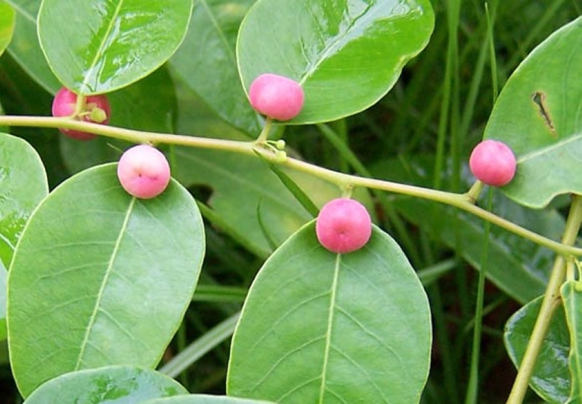 quả phèn đen