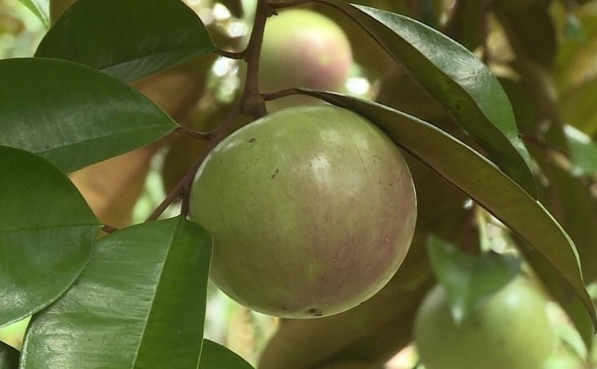 quả vú sữa
