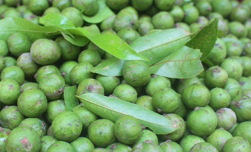 sấu 
