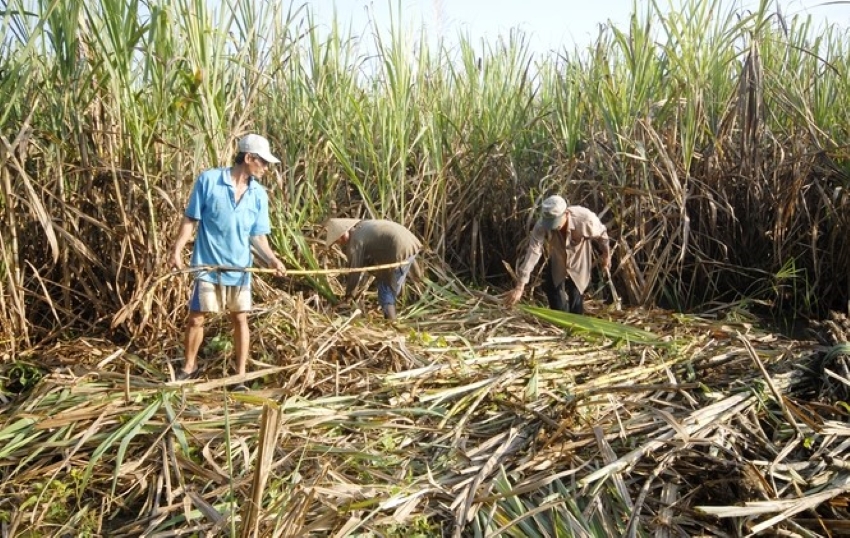thu hoạch mía