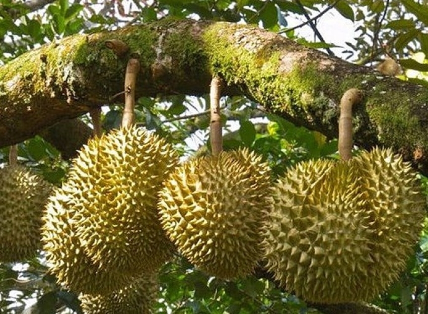 trái sầu riêng