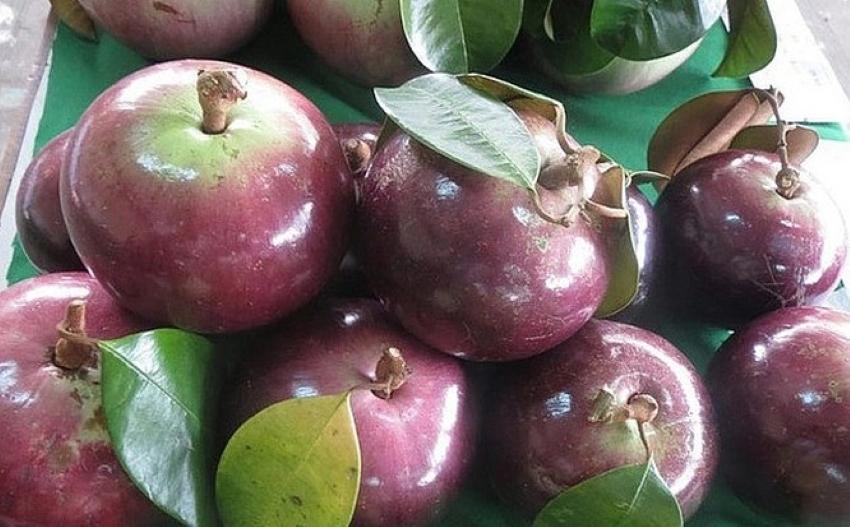 trái vú sữa