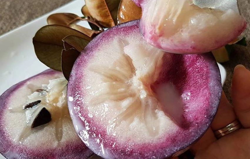 vú sữa