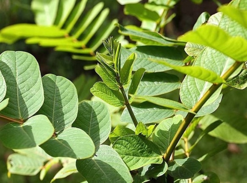 cây muồng trâu