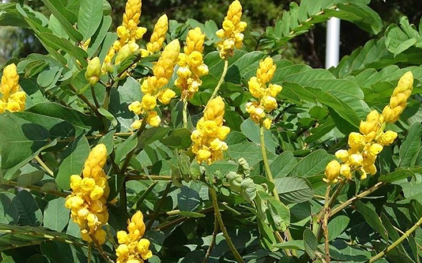 hoa muồng trâu