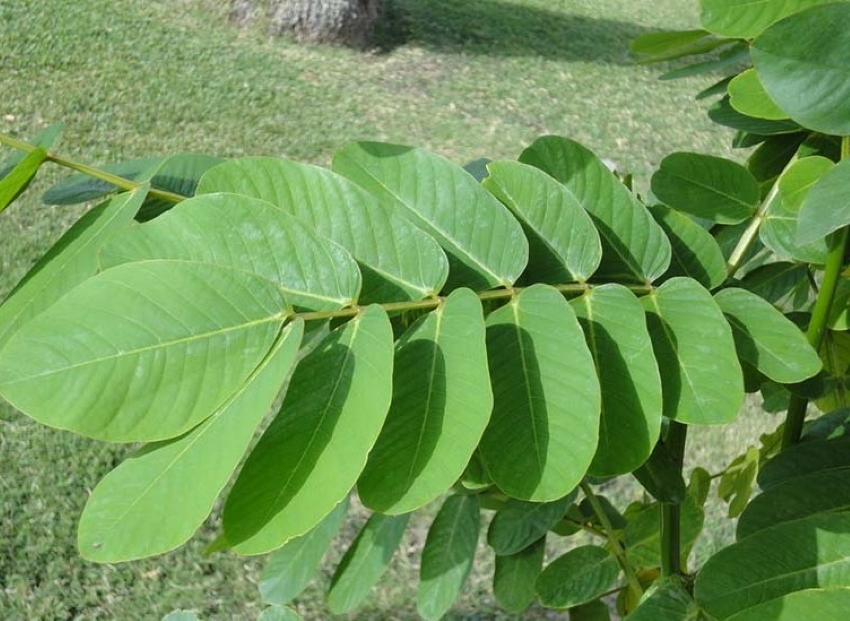 lá muồng trâu
