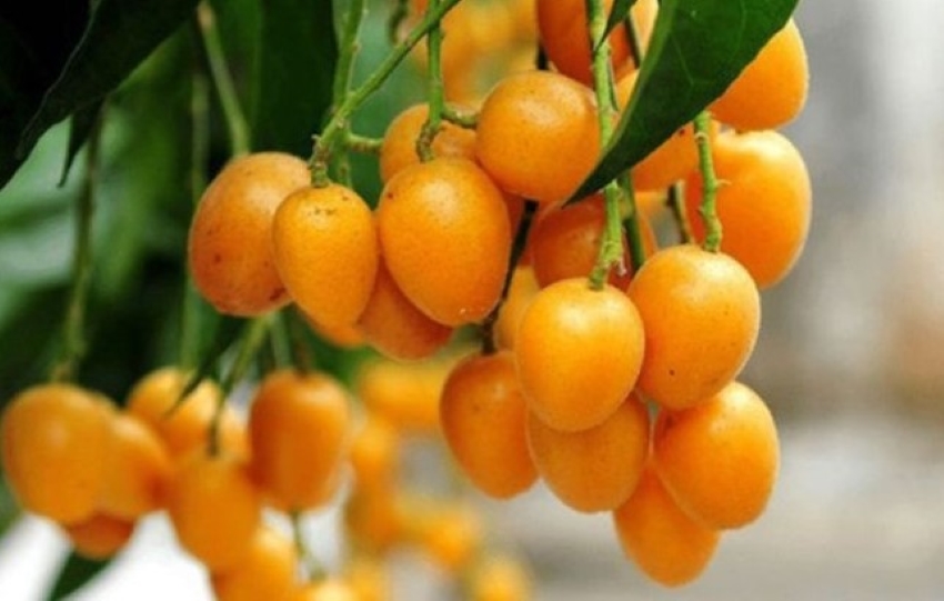 quả quất hồng bì