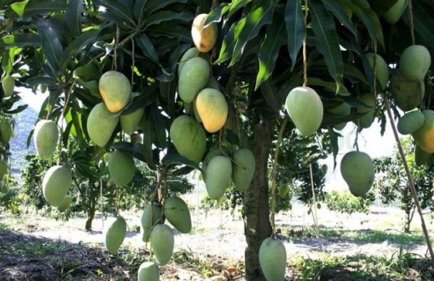 quả quéo xanh