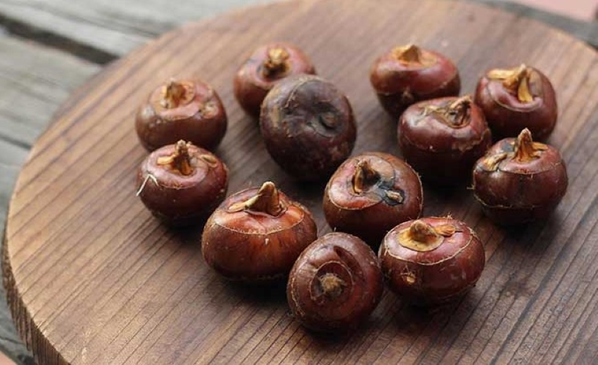 cây củ năng