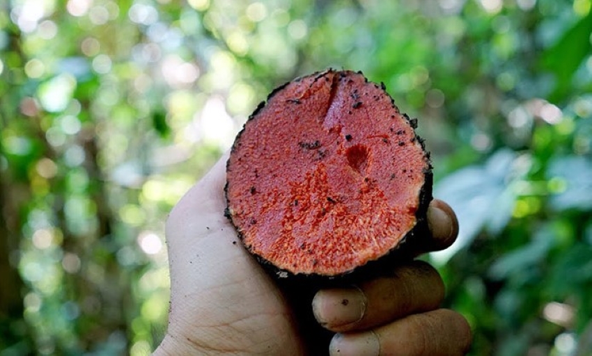 củ nâu