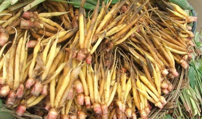 củ ngải bún