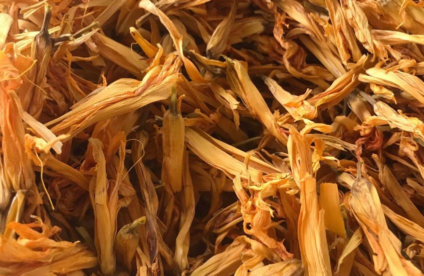 hoa cẩm tú cầu