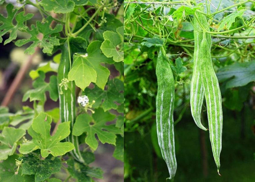 lặc lè