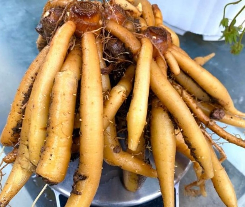 ngải bún