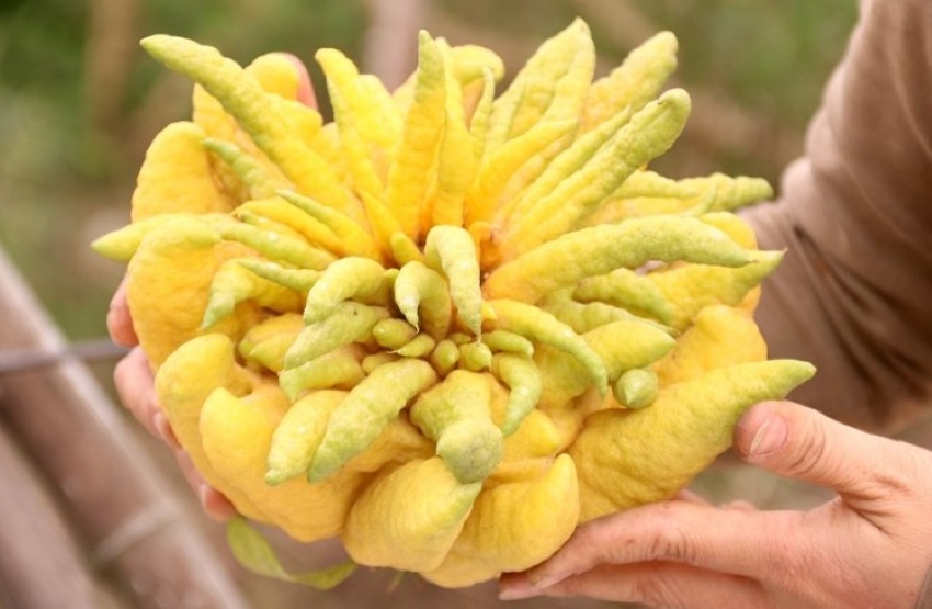 phật thủ