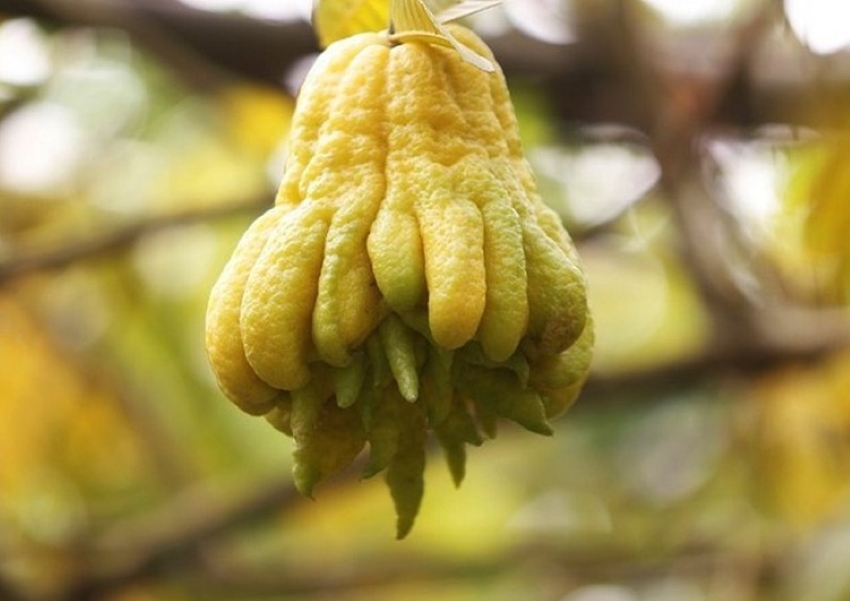 quả phật thủ
