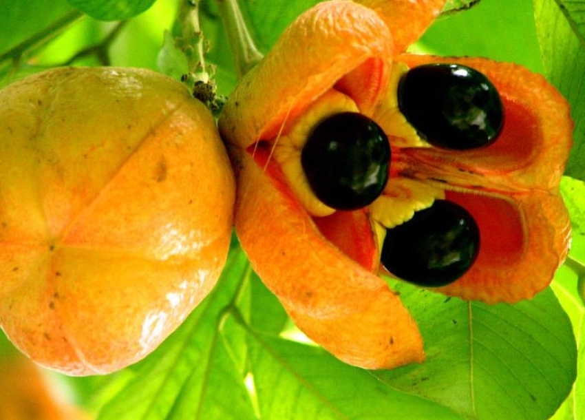 ackee