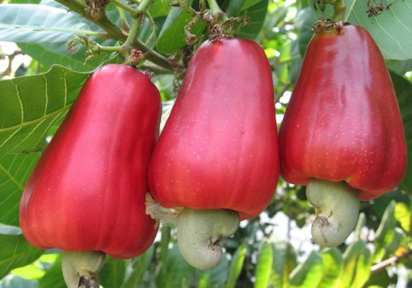 điều