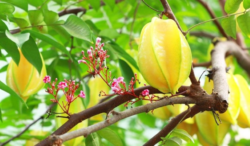 khế