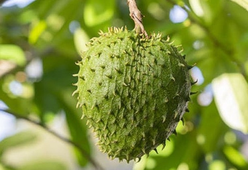 mãng cầu xiêm