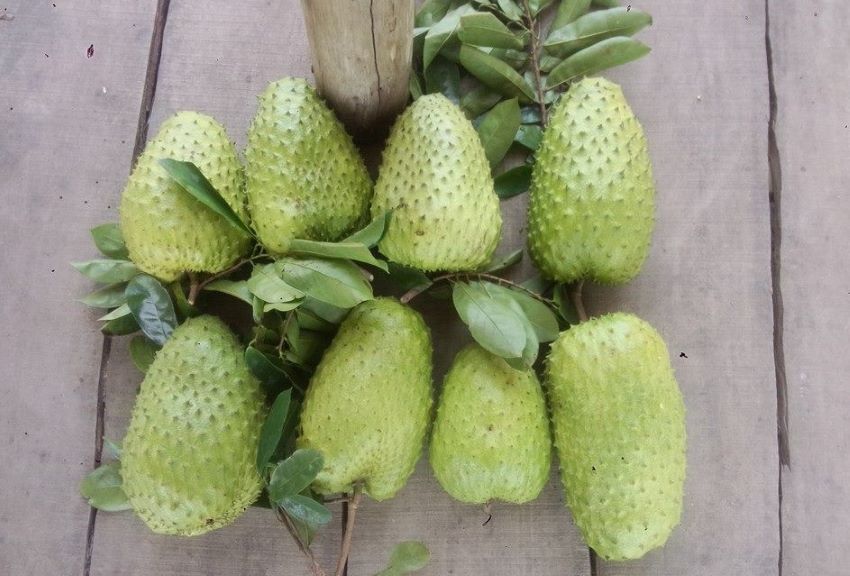 mãng cầu