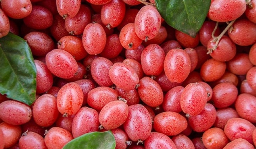 quả nhót