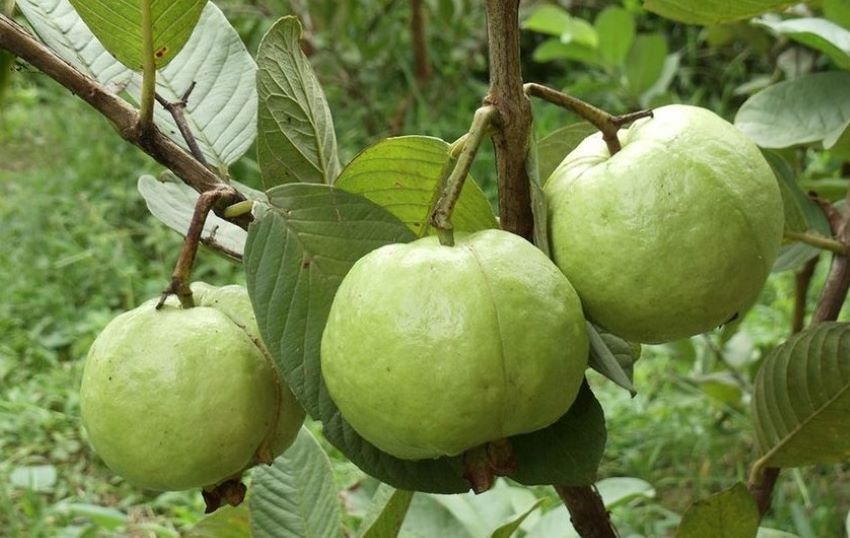 quả ổi
