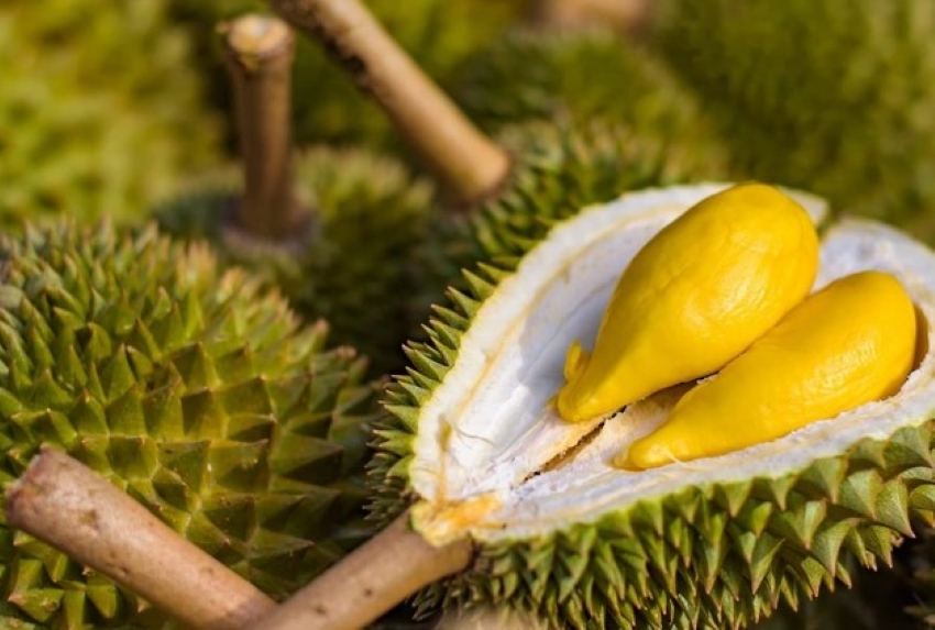 quả sầu