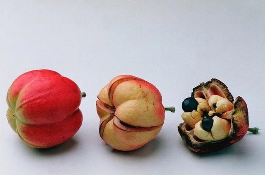trái ackee