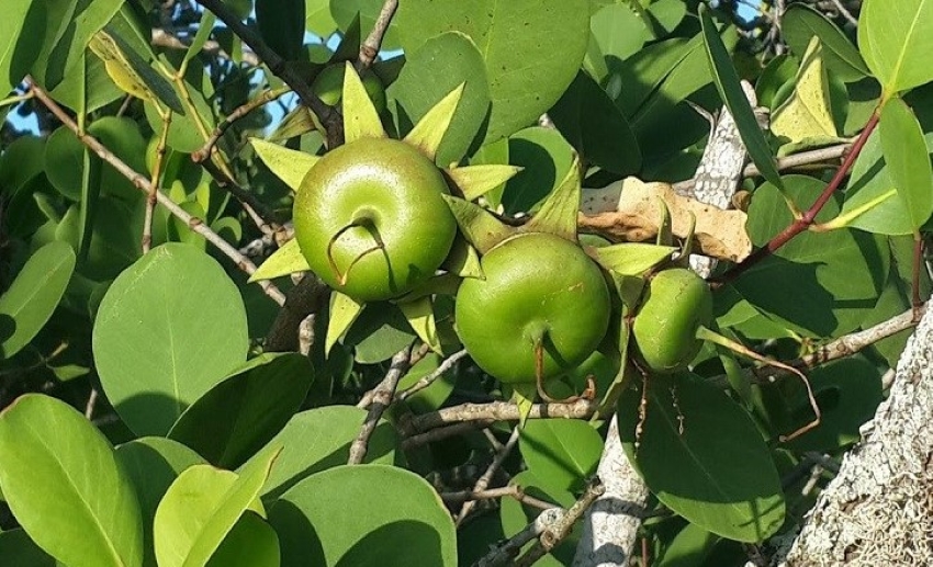trái bần