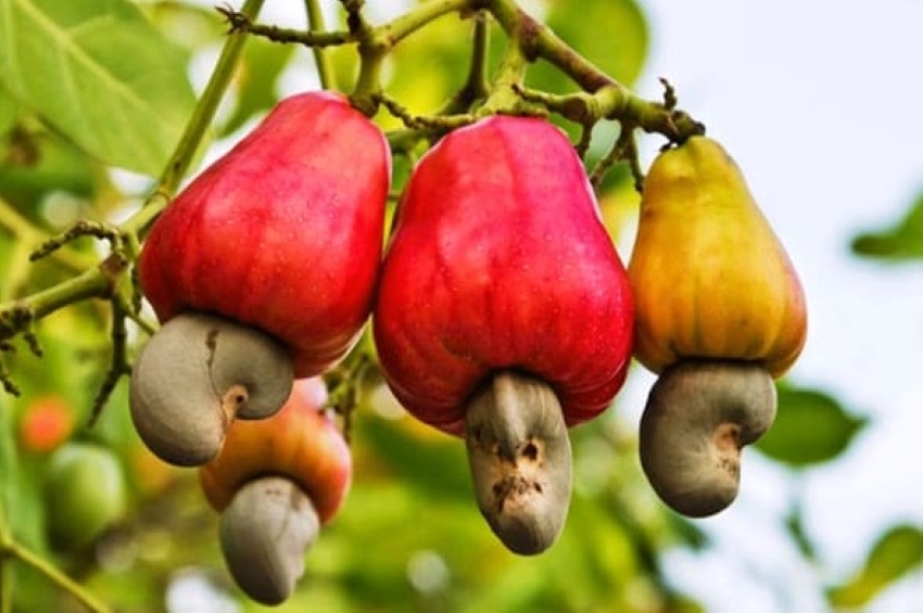 trái điều